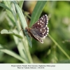 pyrgus melotis daghestan female1